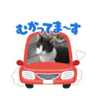 長崎 高島で生きる猫たち（個別スタンプ：4）