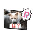 長崎 高島で生きる猫たち（個別スタンプ：5）