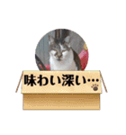 長崎 高島で生きる猫たち（個別スタンプ：7）