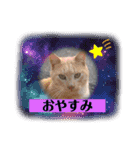 長崎 高島で生きる猫たち（個別スタンプ：8）
