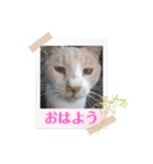 長崎 高島で生きる猫たち（個別スタンプ：10）