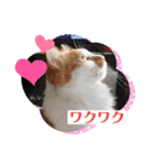 長崎 高島で生きる猫たち（個別スタンプ：12）