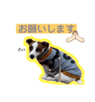 すずのほのぼのスタンプ（個別スタンプ：13）