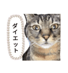 猫。ゆきち日和③（個別スタンプ：1）