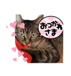 猫。ゆきち日和③（個別スタンプ：5）