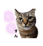 猫。ゆきち日和③（個別スタンプ：6）