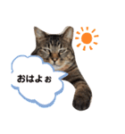 猫。ゆきち日和③（個別スタンプ：8）