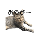 近所の猫ぽんたくんのスタンプ4（個別スタンプ：1）