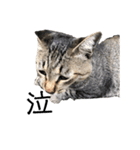 近所の猫ぽんたくんのスタンプ4（個別スタンプ：4）