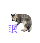 近所の猫ぽんたくんのスタンプ4（個別スタンプ：5）
