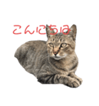 近所の猫ぽんたくんのスタンプ4（個別スタンプ：7）