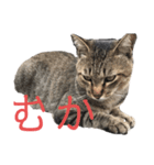 近所の猫ぽんたくんのスタンプ4（個別スタンプ：8）