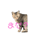 近所の猫ぽんたくんのスタンプ4（個別スタンプ：10）