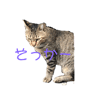 近所の猫ぽんたくんのスタンプ4（個別スタンプ：11）