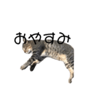 近所の猫ぽんたくんのスタンプ4（個別スタンプ：14）