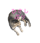 近所の猫ぽんたくんのスタンプ4（個別スタンプ：15）