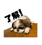クロとくぅちゃん（個別スタンプ：10）