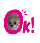 癒やしのかわいさメッセージスタンプ☆（個別スタンプ：17）