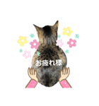 猫。ゆきちテトテ②（個別スタンプ：2）