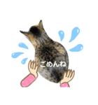 猫。ゆきちテトテ②（個別スタンプ：3）