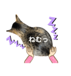 猫。ゆきちテトテ②（個別スタンプ：4）