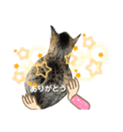 猫。ゆきちテトテ②（個別スタンプ：5）