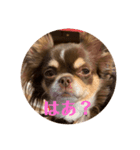 イヌ三昧ver14（個別スタンプ：1）