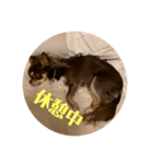イヌ三昧ver14（個別スタンプ：4）