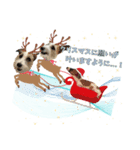 ラッシーのクリスマス＆お正月☆（個別スタンプ：1）