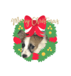 ラッシーのクリスマス＆お正月☆（個別スタンプ：2）
