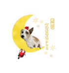 ラッシーのクリスマス＆お正月☆（個別スタンプ：3）