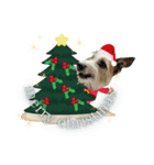 ラッシーのクリスマス＆お正月☆（個別スタンプ：4）
