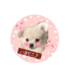 ポメペキぷりんのスタンプ（個別スタンプ：1）