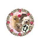 ポメペキぷりんのスタンプ（個別スタンプ：4）