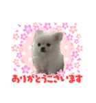 ポメペキぷりんのスタンプ（個別スタンプ：6）