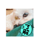 ころにきの日常（個別スタンプ：2）