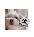 ころにきの日常（個別スタンプ：5）