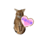 猫スタンプ チャライト（個別スタンプ：1）