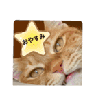 猫スタンプ チャライト（個別スタンプ：2）
