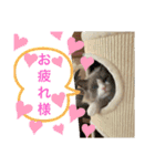 猫スタンプ チャライト（個別スタンプ：3）