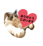 猫スタンプ チャライト（個別スタンプ：4）