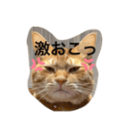 猫スタンプ チャライト（個別スタンプ：5）