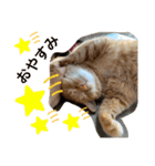 猫スタンプ チャライト（個別スタンプ：7）