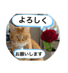 猫スタンプ チャライト（個別スタンプ：8）