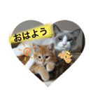 猫スタンプ チャライト（個別スタンプ：9）
