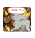 猫スタンプ チャライト（個別スタンプ：10）