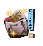 猫スタンプ チャライト（個別スタンプ：11）