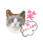 猫スタンプ チャライト（個別スタンプ：13）