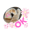 猫スタンプ チャライト（個別スタンプ：15）