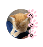 猫スタンプ チャライト（個別スタンプ：16）